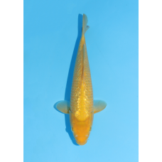 KV.01 GOLDEN CORN